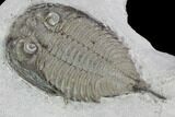 Dalmanites Trilobite Fossil - New York #99074-5